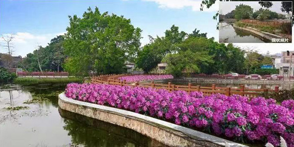 廣東省公布2024年度省級綠美碧帶、幸福河湖建設項目名單   鯉魚涌（塱頭古村）碧帶榜上有名