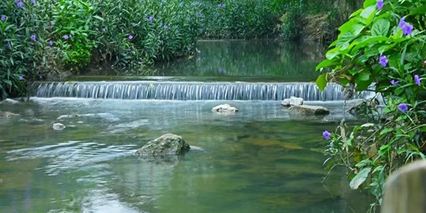 從“黑臭水體”到“長制久清”    花都西群河實現(xiàn)蝶變