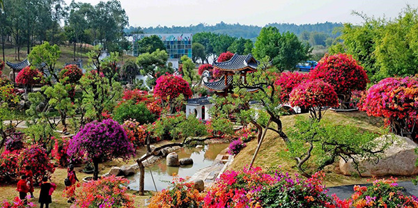 花都區組織召開全區花卉高質量發展大會  以“花”為名交出“花樣”文章