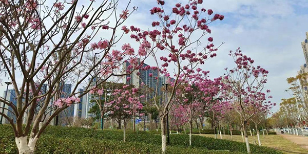 輕軌公園驚艷亮相    花都首座綠美生態共享公園開園