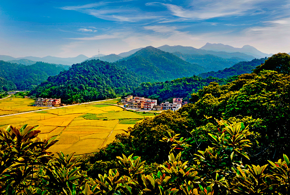 王子山下稻飄香
