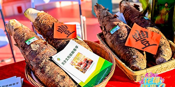 花都“炭步檳榔香芋”成功認定為國家地理標志產品   國字號又添一“成員”