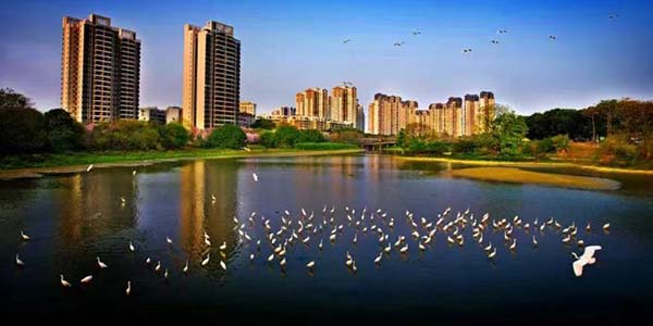 遷飛的候鳥(niǎo) 花都?xì)g迎你