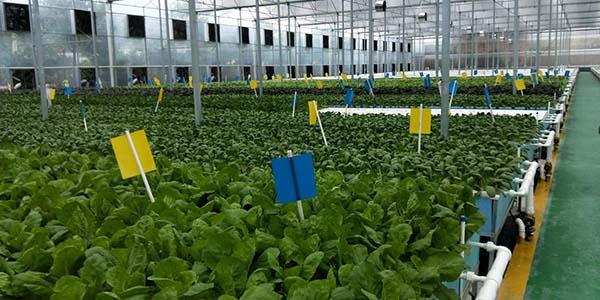 花都區特色農產品閃耀“第33屆廣州博覽會”    雙向賦能促循環 新質發明創未來