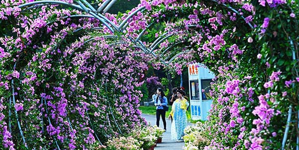 2025廣州花都和美鄉(xiāng)村三角梅賞花季活動(dòng)盛大開幕    鄉(xiāng)村振興注入“美麗經(jīng)濟(jì)”活水